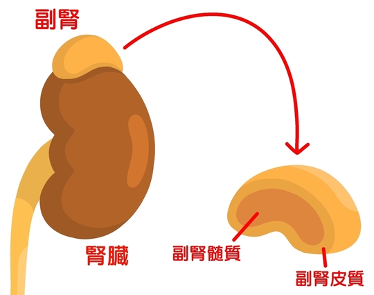 疲労、免疫力、炎症に！副腎と腸を元気にする！【しん健堂　ラクトファイバーＢ】